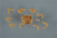 藏品(平背蜞)的圖片
